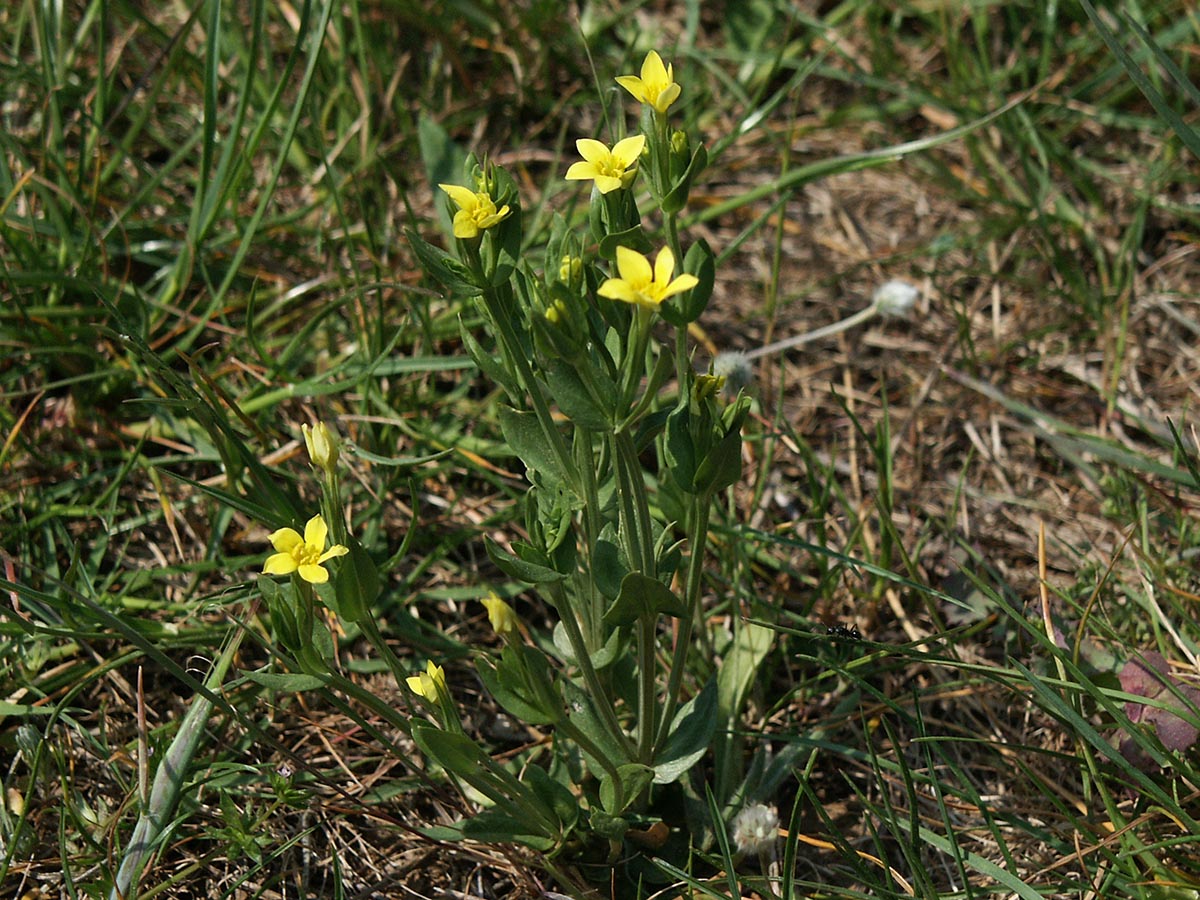 Centaurium maritimum